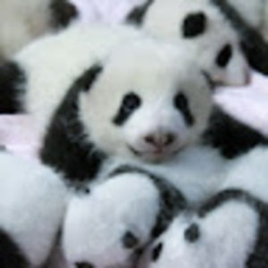 Meet your Posher, Meherin